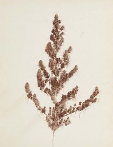 Ganja plant ready for cutting 1894